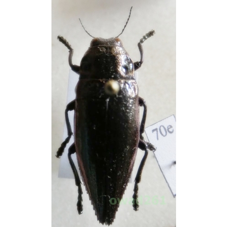 Chrysodema instabilis Deyrolle, 1864 25mm Indonesia, Halmahera70e
